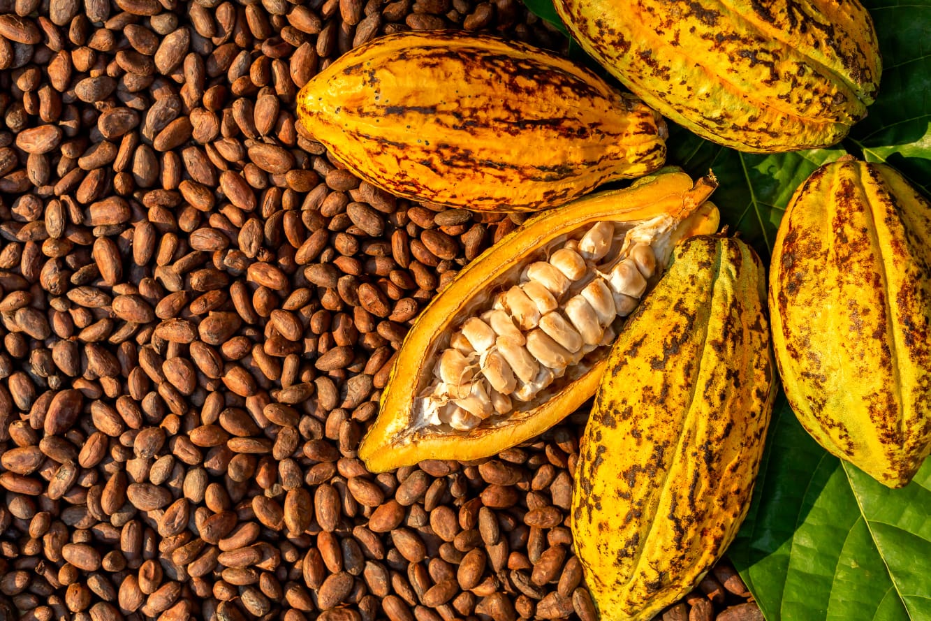 Cocoa